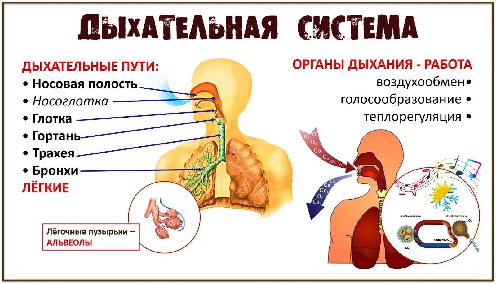 Дыхательная система. Дыхательная система человека. Строение органов дыхания. Дыхательная система плакат.