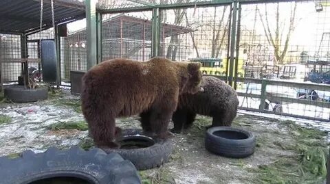 Помощь диким