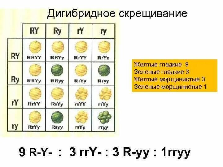 Желтый гладкий горох скрестили. Дигибридное скрещивание 3 1. Дигибридное скрещивание гороха. Дигибридном скрещивании. Дигибридное скрещивание 1:1:1:1.