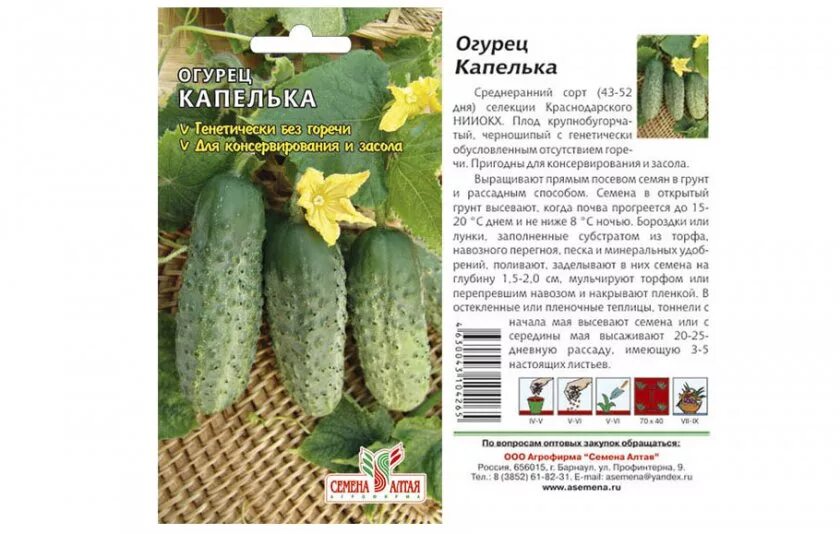 Какие семена огурцов купить для открытого грунта. Огурец корнишон дебют f1. Огурцы сорта капелька описание сорта. Сорта огурцов для открытого грунта для Подмосковья. Высокоурожайные сорта огурцов для открытого грунта.