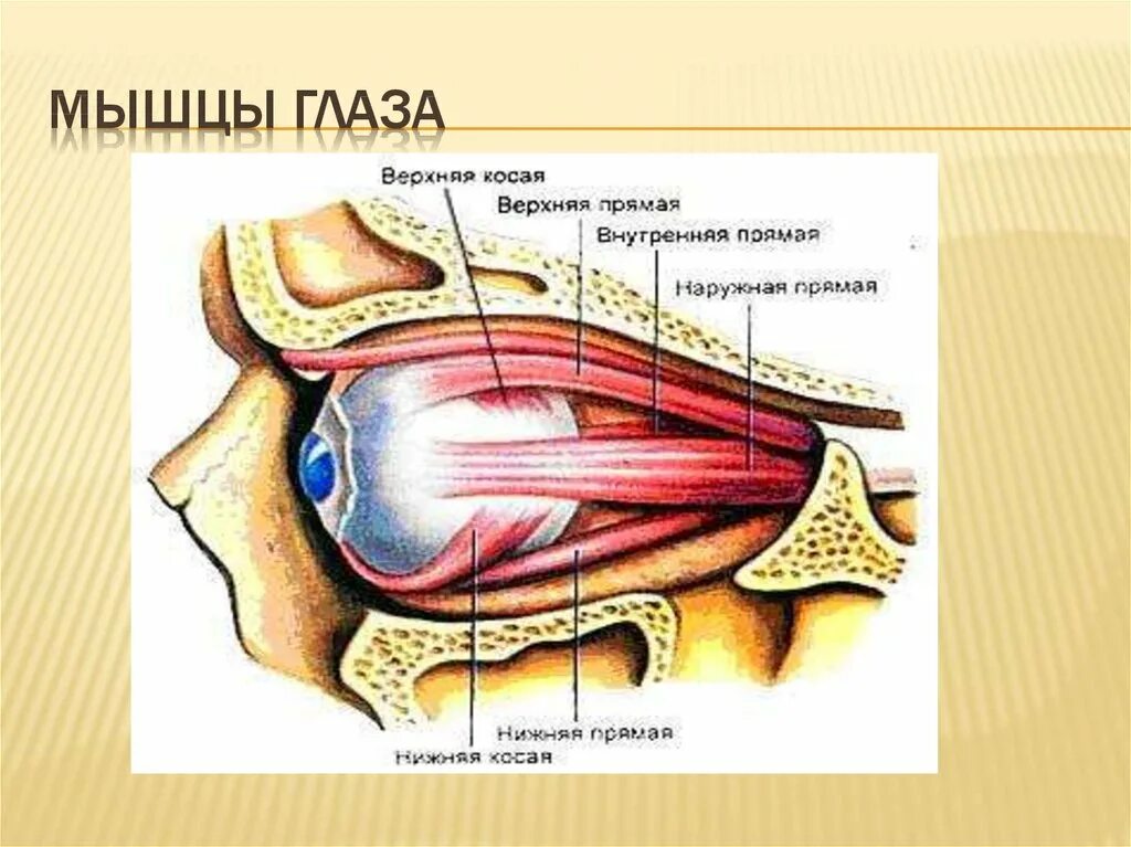 Строение мышц глаза. Мышцы глаза анатомия. Наружные мышцы глаза. Верхняя прямая мышца глаза. Места крепления глазодвигательных мышц