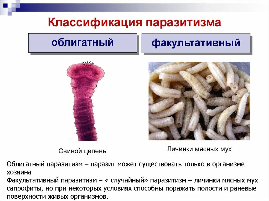 Бычий цепень дегенерация. Классификация паразитизма. Классификация форм паразитизма. Классификация паразитов облигатные факультативные. Факультативный паразитизм.