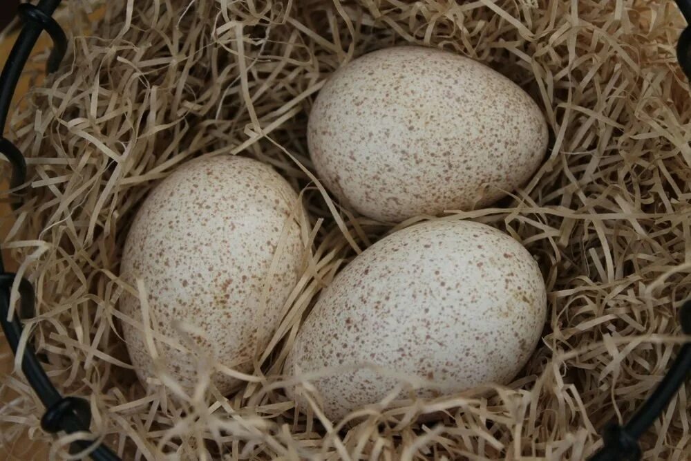 Сколько индюшка сидит на яйцах. Яйцо индюка. Индюшата яйца. Инкубационное яйцо. Инкубационное яйцо индейки.