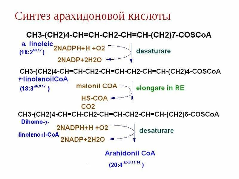 Формула арахидоновой кислоты. Синтез из арахидоновой кислоты. Синтез линолевой кислоты арахидоновой. Биосинтез арахидоновой кислоты. Синтез арахидоновой кислоты из линолевой.
