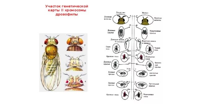 Генетическая карта хромосом дрозофилы. Генетическая карта мушки дрозофилы. Хромосомная карта дрозофилы. Муха дрозофила строение.