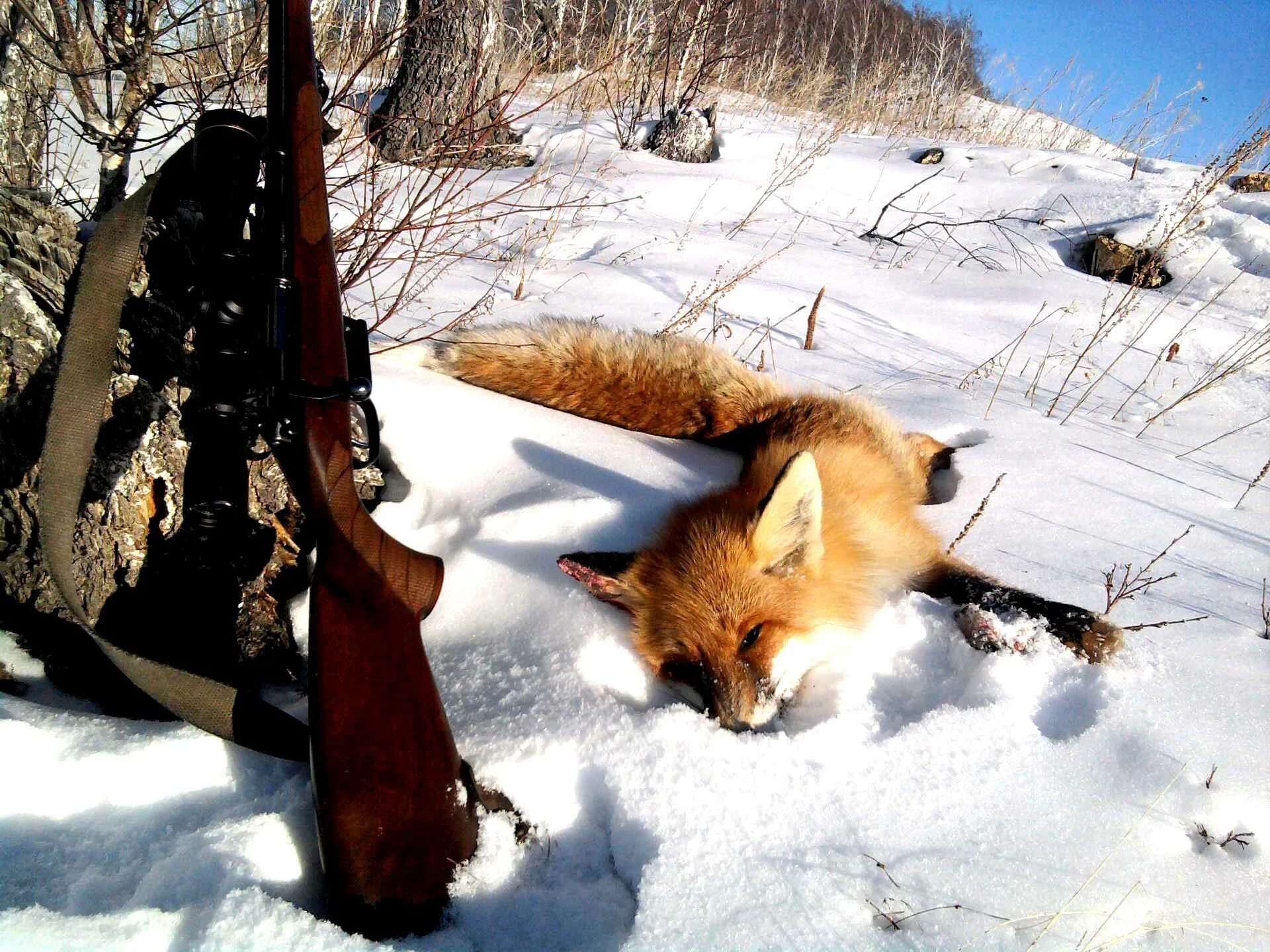 Видео охота лис