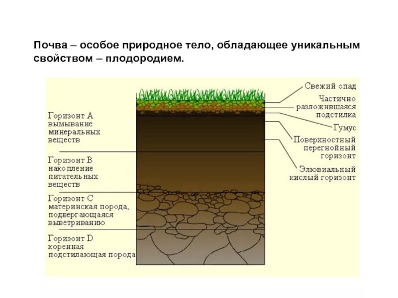 Изменение состава почв. Почва особое природное тело. почвенный состав. формирование почвы. состав и свойства почвы.