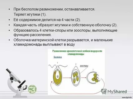 Является подвижной спорой зооспорой