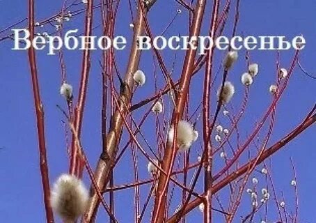 Вербное примет