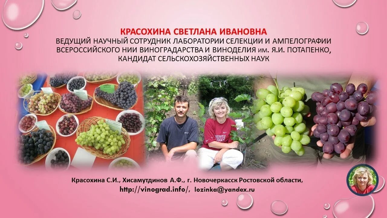 Институт садоводства и виноградарства в краснодаре. Институт садоводства и виноградарства в краснодаре. Фнц садоводства. Институт садоводства виноградарства прайс. Характеристика сортов винограда.