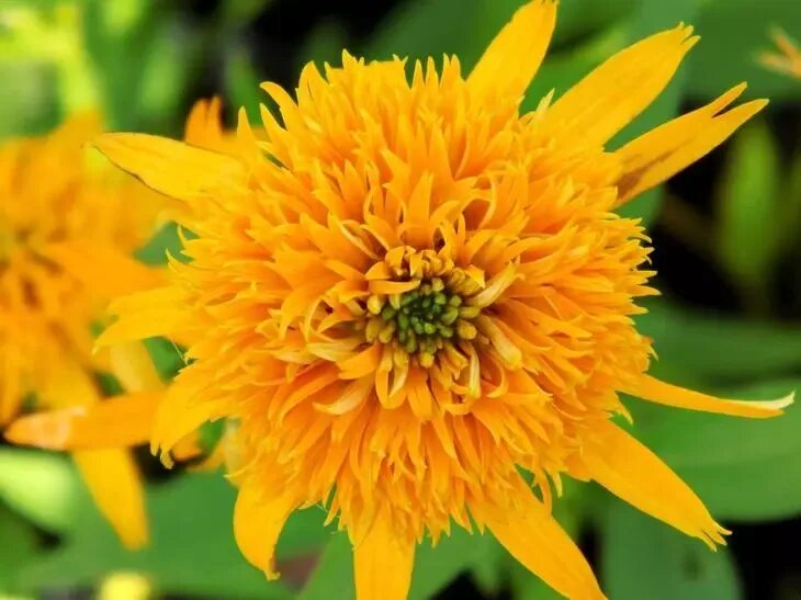 Эхинацея пурпурная secret glow (echinacea purpurea). Эхинацея secret glow. Echinacea purpurea ' secret glow '. Виктория сикрет глоу бальзам. Эхинацея желтая махровая.