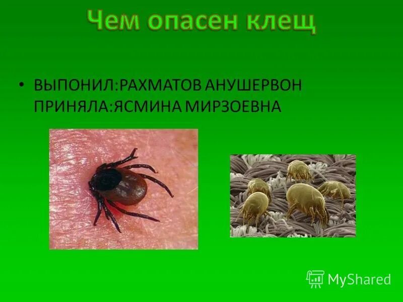 опасность клещей для человека. лесные опасности клещи. лесные опасности клещи. чем опасен клещ. опасность клещей для человека.