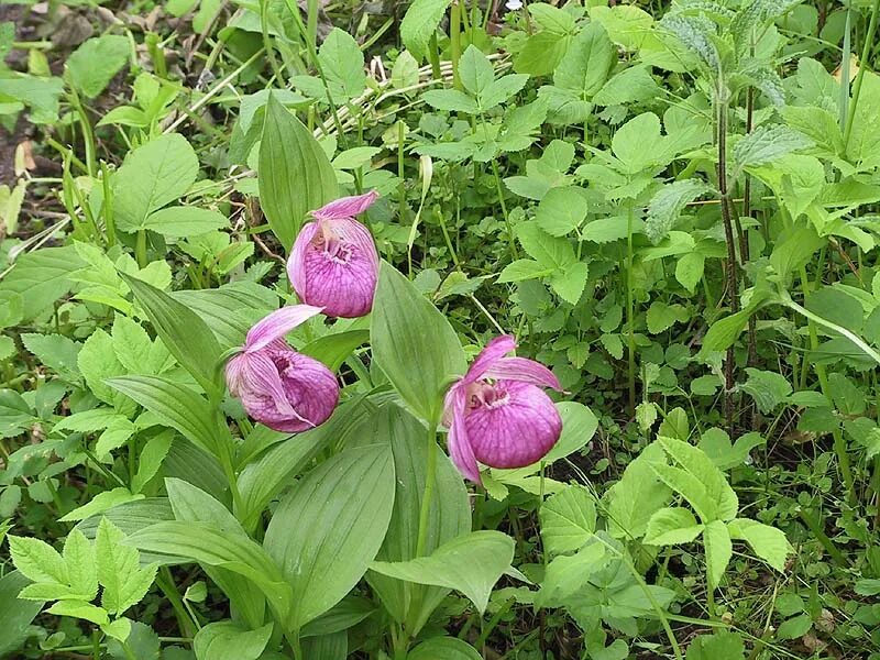 Венерин башмачок в карелии. Пинетки детские. Венерин башмачок розовый. Розовые башмачки. Пинетки.
