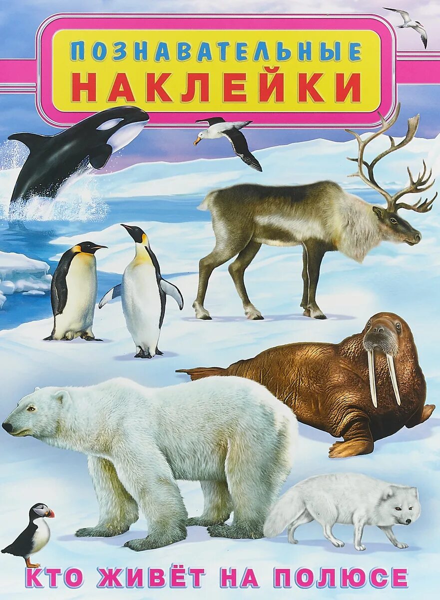 Обитатели южного полюса. Кто живет на северном полюсе. Белый медведь морж тюлень. Антарктика для детей дошкольного возраста. Кто живет на южном полюсе.