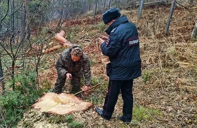 Незаконная вырубка лесных насаждений. Незаконная рубка. Рубка деревьев. Незаконная рубка деревьев. Лишить лесов