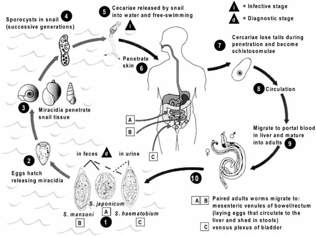 Шистосома Мансони жизненный цикл. Schistosoma mansoni жизненный цикл. Жизненный цикл шистосомы кровяной. Schistosoma haematobium цикл.
