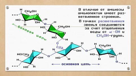 Ветвить