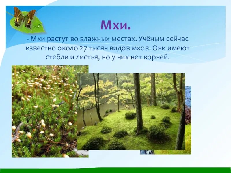 Сообщение о мхах