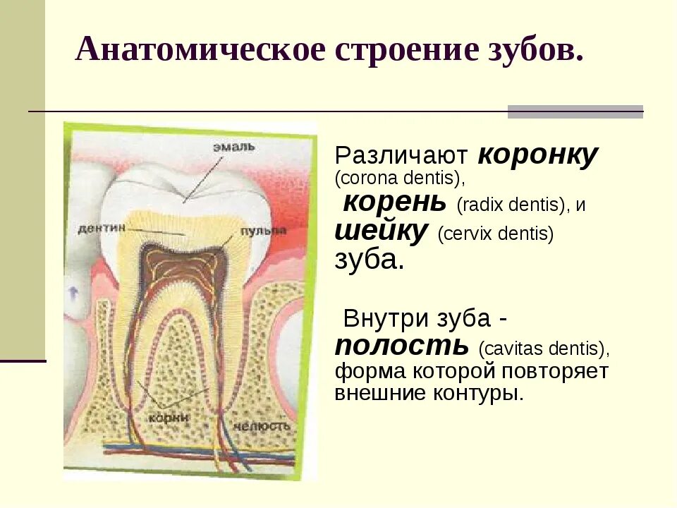 Соединительная ткань строение зуба. Анатомическое строение фронтальных зубов. Строение корневых зубов. Анатомическое строение зуба анатомия.