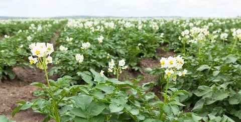 Картофель цветковое растение