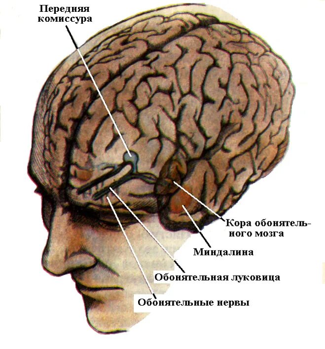Отделы мозга обоняние. Обонятельная луковица расположена в коре головного мозга. Центральный отдел обонятельного анализатора. Центральный отдел системы обоняния. Центральный отдел обоняние.