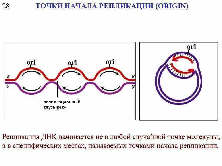 Репликон репликация днк. Репликоны в репликации. Coli. Схема репликации днк эукариот. Репликон репликация.