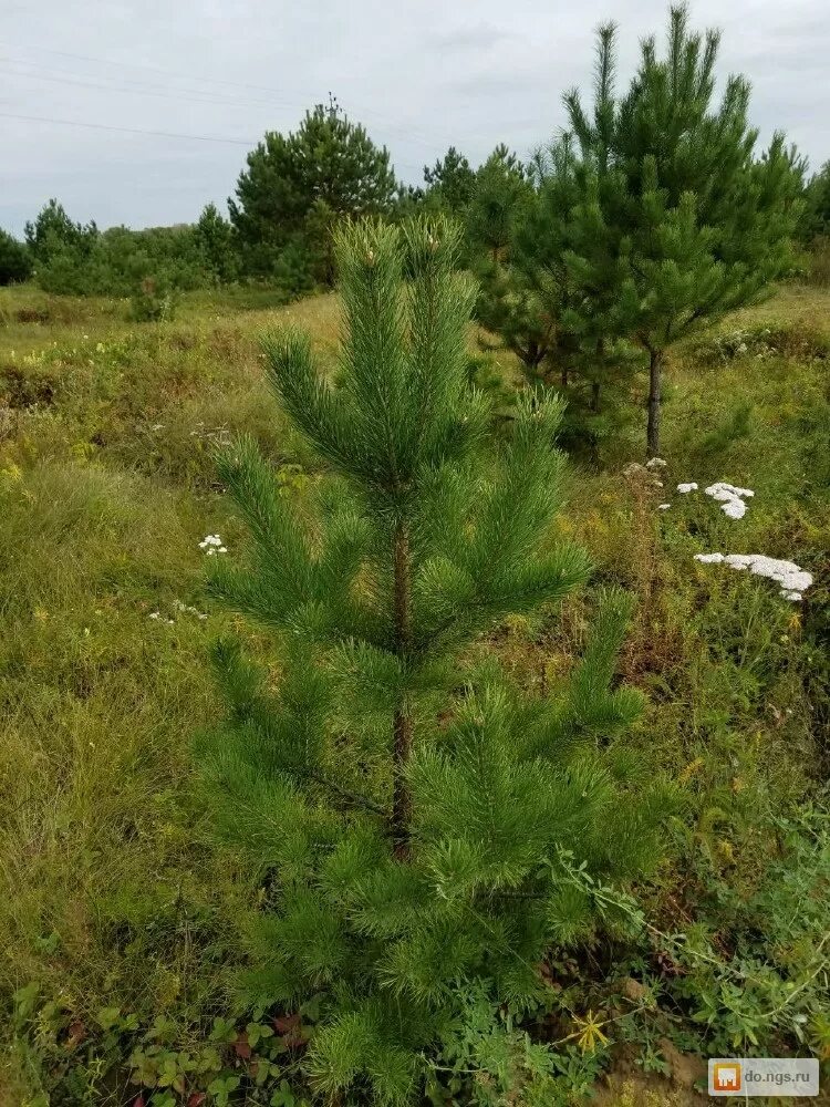 сосна кедровая сибирская сеянцы. 5 метра. крупномеры сосна крымская. 2. сосна джеффри.