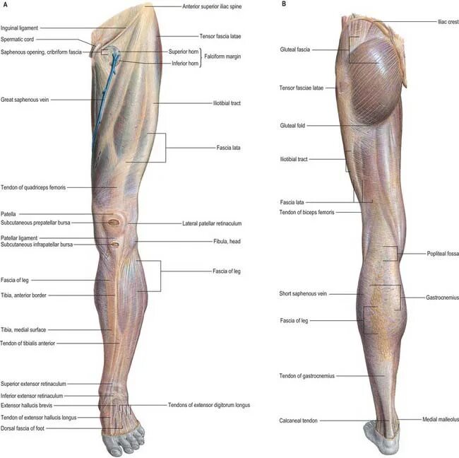 Мышцы нижних конечностей человека анатомия. Нижняя конечность анатомия. Нижние конечности человека. Оси нижних конечностей человека. Часть ноги на б