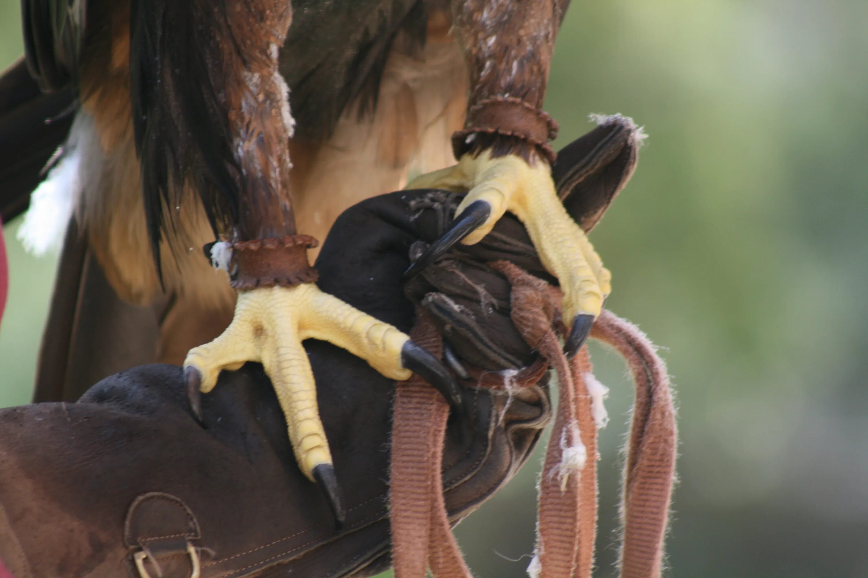 1,280 White Headed Eagle Stock Photos - Free & Royalty-Free Stock Photos from Dr
