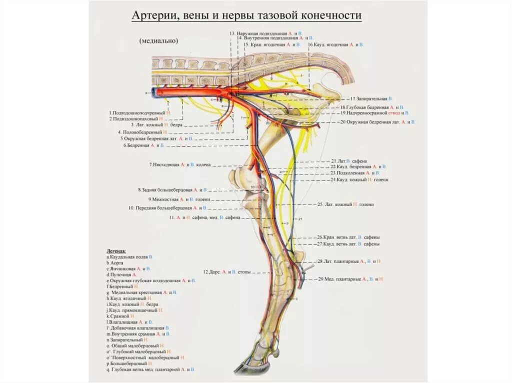 Артерии и вены животных. Схема артерий тазовой конечности коровы. Вены тазовых конечностей коров. Артерия сафена у КРС. Артерии тазы и задней конечности анатомия животных.