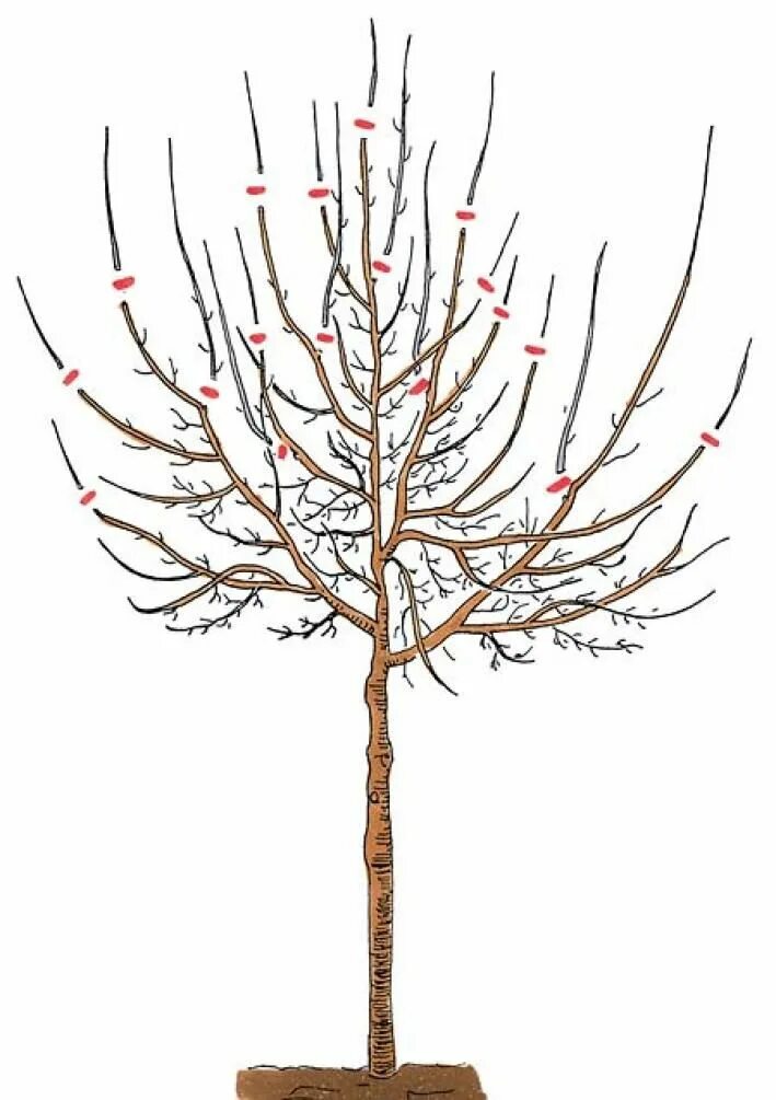 Можно ли обрезать яблоню в марте. Обрезка карликовых яблонь. Обрезка яблони осенью. Обрезка молодой яблони осенью. Как правильно обрезать яблоню осенью.