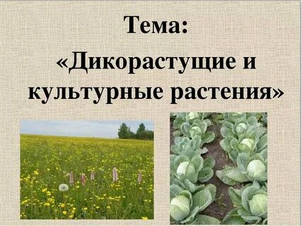 Дикорастущие растения и их значение