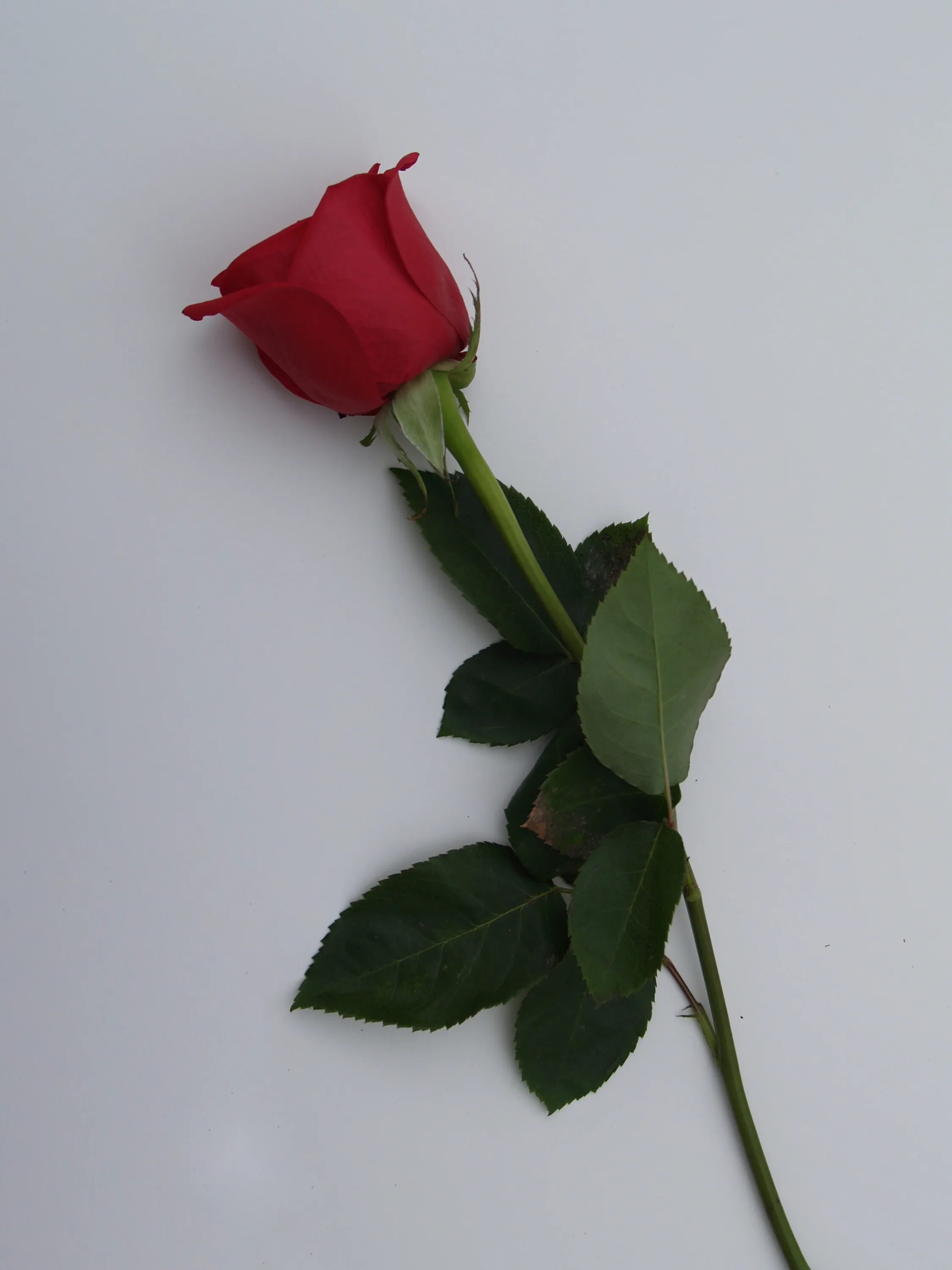 Красные розы. One rose. Один цветок. Стебель цветочка. One rose.