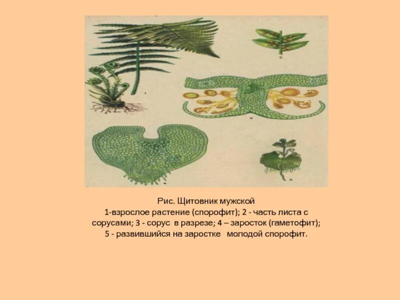 Сорус гаметофит. Сорус папоротника щитовника. Строение соруса щитовника мужского. Строение соруса папоротника. Строение гаметофита щитовника мужского.