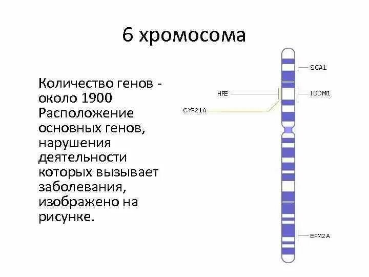 Сколько генов у мужчин