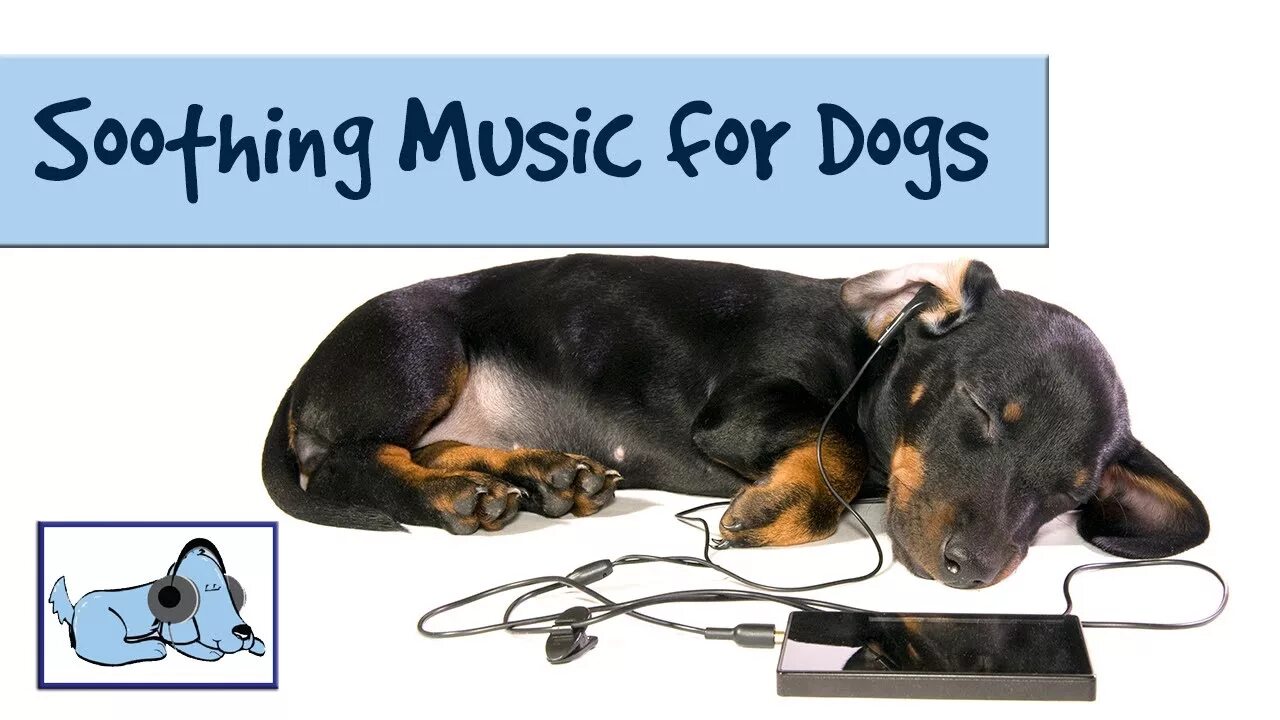 Включи песню собак. Музыкальная собачка. Звук для собаки чтобы она успокоилась. Собака музыка. Собаки и музыка картинки.