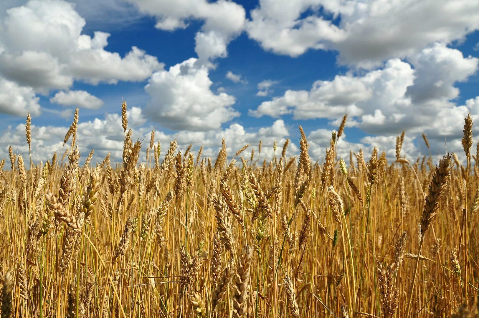 Элеватор на зернохранилище ссср. Желтеющая нива лермонтов. Поле пшеницы. Зерно деревни. Зерно деревни.