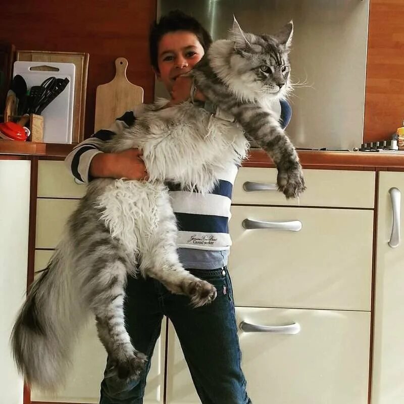 Мейн кун Паши воли. Кот Мейн кун. Большая кошка какая порода
