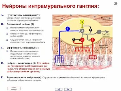 Нервные ганглии это