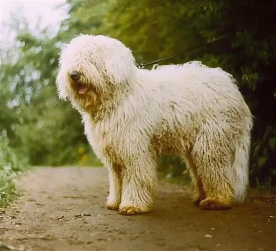 Алфовит племени мультик состоит из 8 символов. Угадай слово 8 букв. Алфавит племени мульти состоит из 32 букв. Задачи на мощность алфавита. Информация 8 букв.