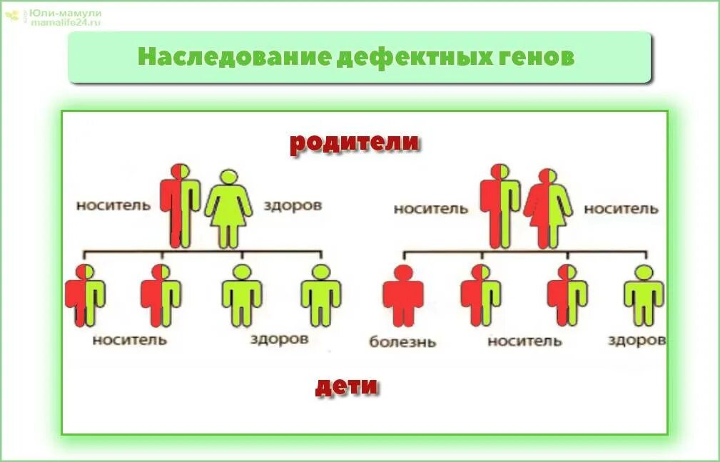 Чьи гены