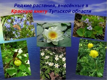 Тульские растения