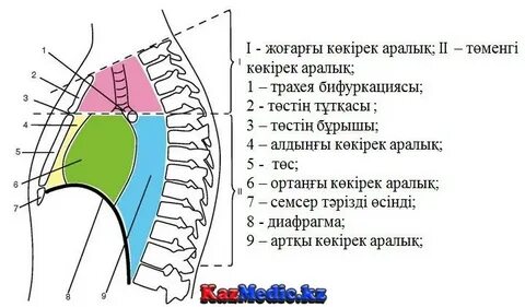Kokrak tishlayotgan fotosurat