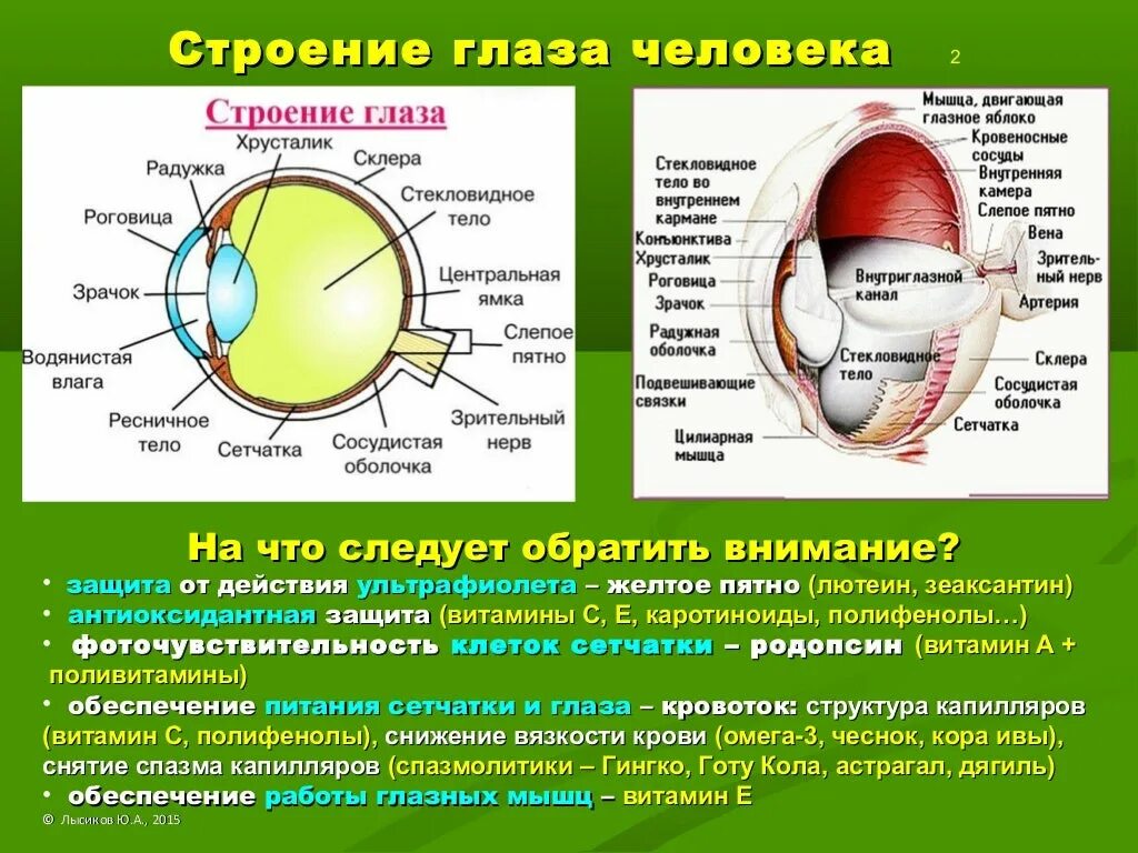 Строение глаза и значение