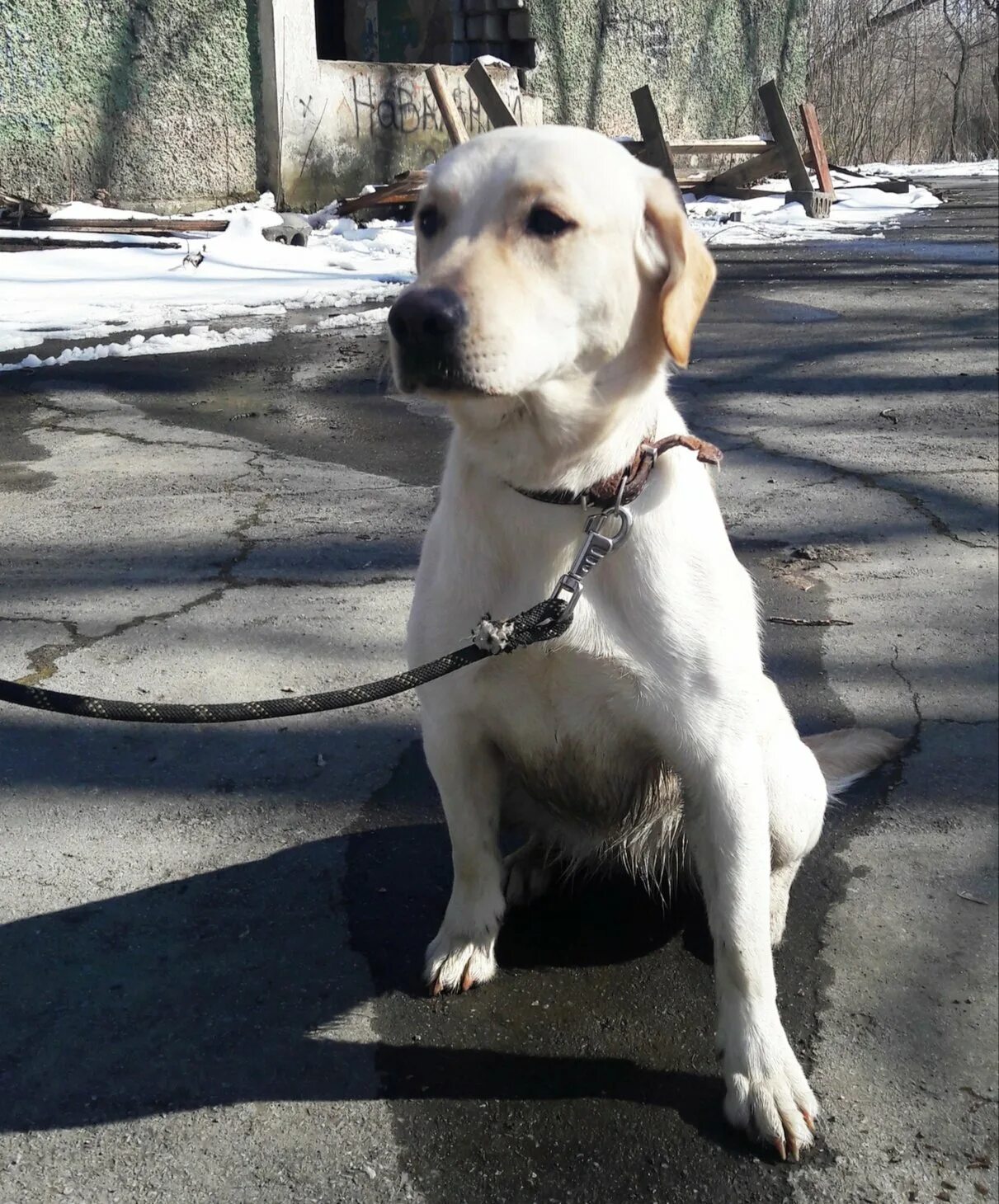 Животные в городе ревда и их названия. Ревда животные. Ревда животные. Животные в городе ревда и их названия. Ревда животные.