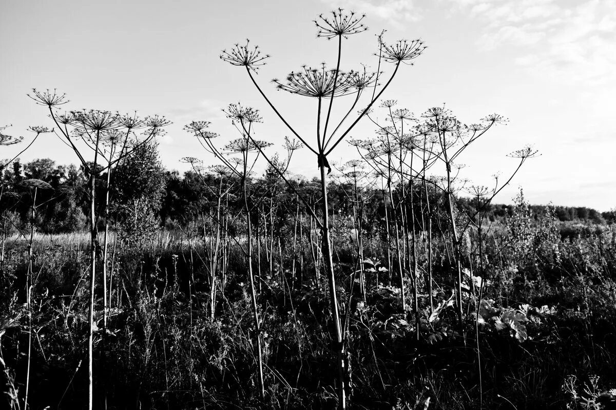 Черный борщевик. Борщевика сосновского (heracleum sosnowskyi). Ддт борщевик. Борщевик сосновского соцветие. Черный борщевик.
