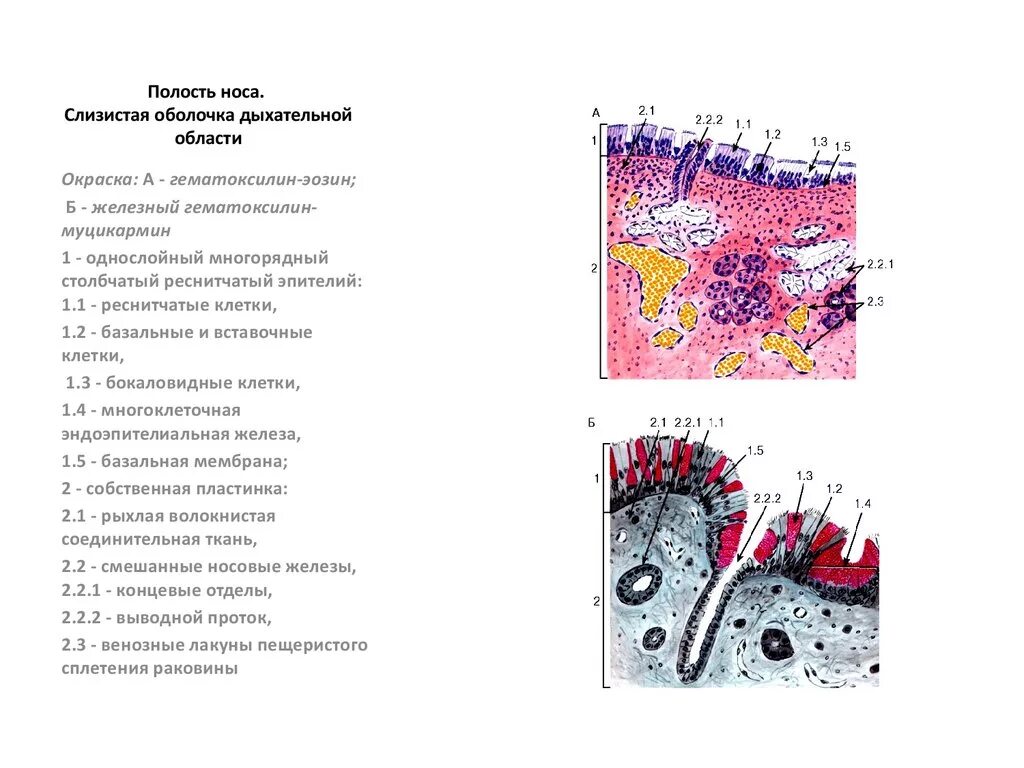 Локализация слизистой оболочки. Слизистая оболочка дыхательной области гистология. Слизистая оболочка полости носа гистология. Полость носа. Слизистая оболочка дыхательной области гистология. Оболочки носовой полости гистология.