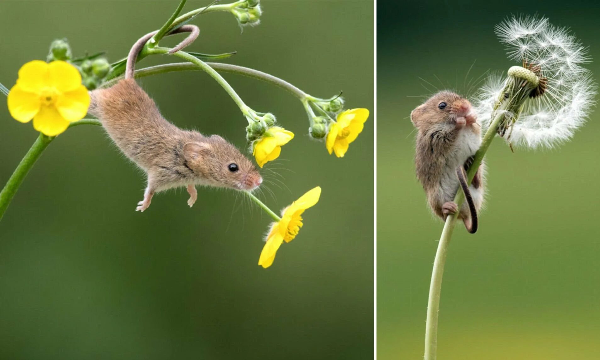 Мыши весной. Полевая мышь Apodemus agrarius. Мышь Малютка. Мышь Малютка фото.