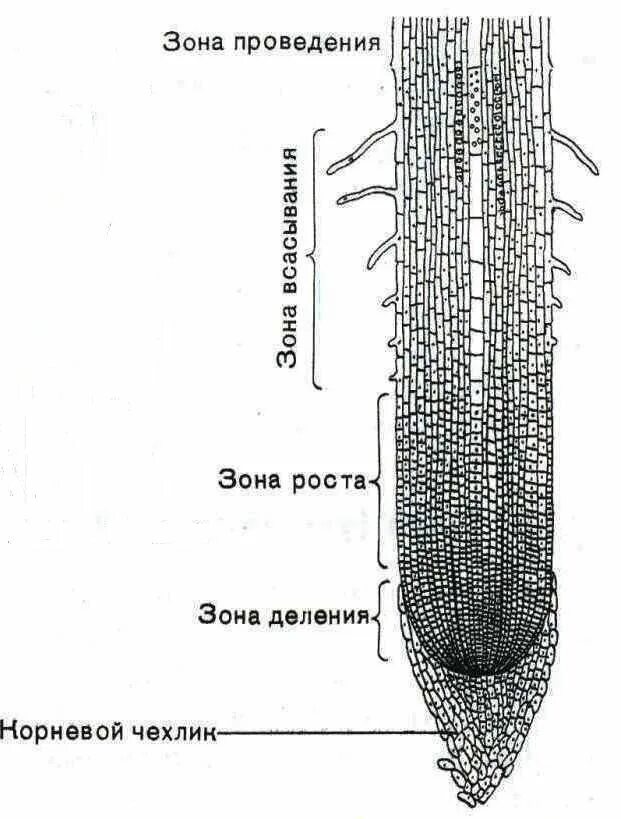 Строение молодого корня. Строение корня зоны. Поперечный срез корня в зоне всасывания. Строение корня рисунок. Продольный срез корня рисунок.