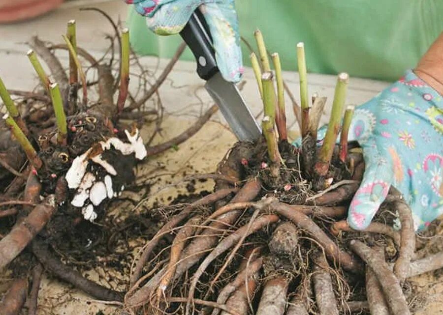 Можно ли разделить куст. Деленка пиона. Размножается пион корневищем. Древовидный пион корни корнесобственные. Деление куста пиона.